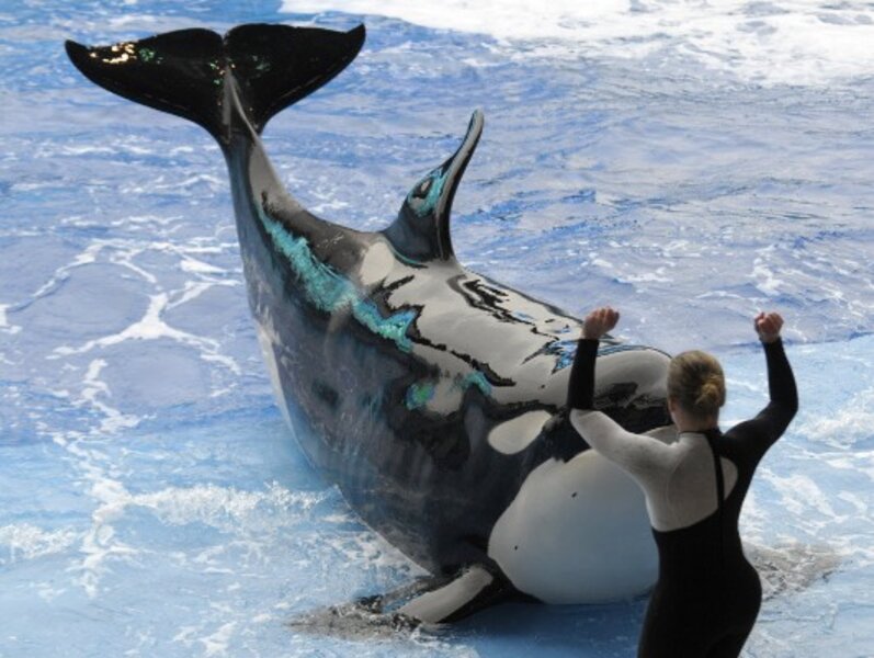 SeaWorld resumes shows with killer whales but no 'Tilikum